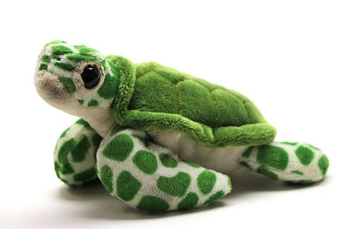Eine Schildkröte versorgen