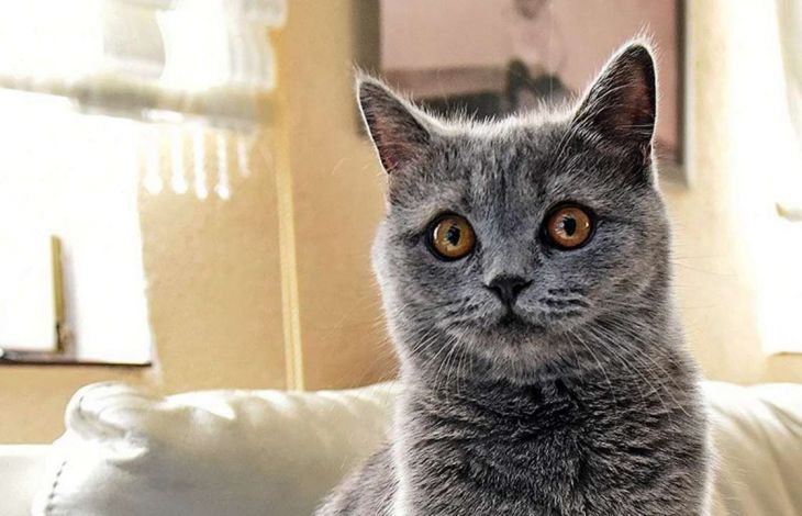 Eine britische Kurzhaarkatze baden