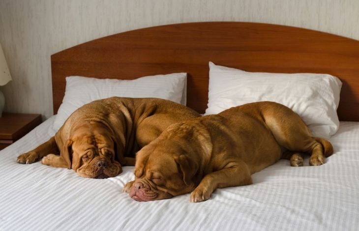 Einem Hund abgewöhnen, in deinem Bett zu schlafen