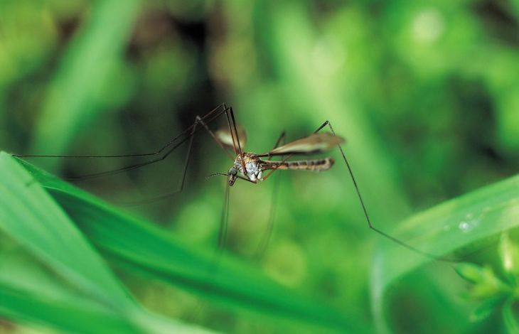 Lästige Mücken fernhalten