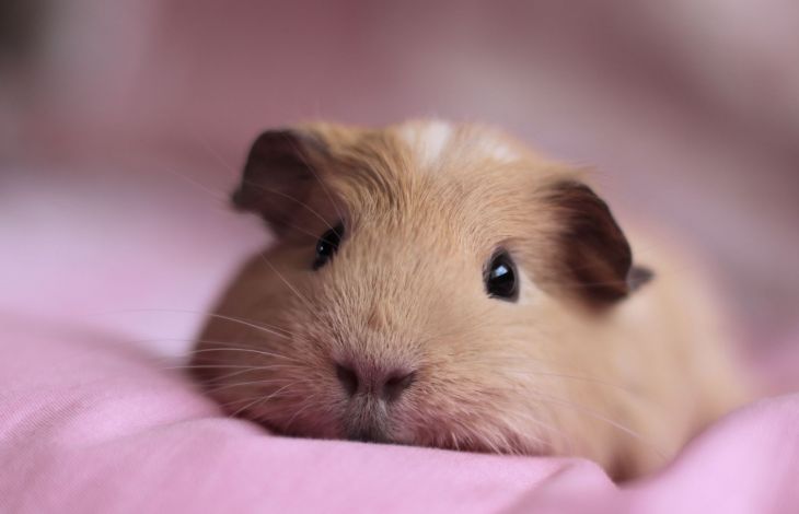 Meerschweinchen pflegen