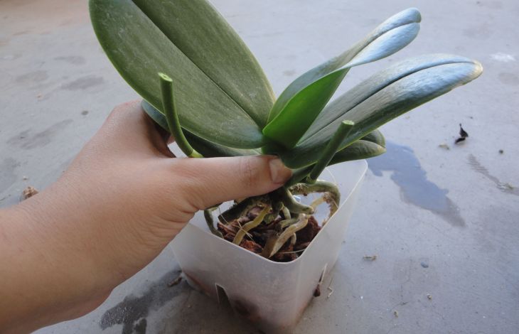 Orchideen umtopfen