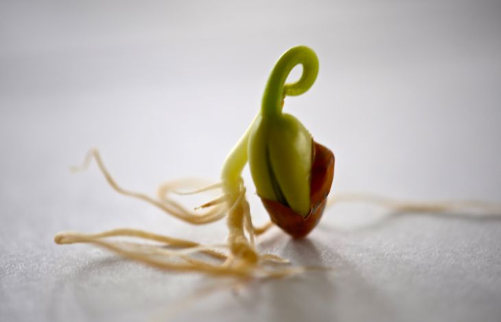 Pintobohnen anbauen