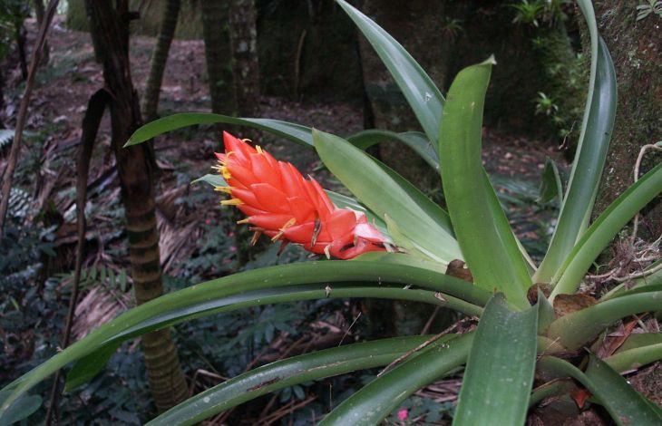 Bromelien pflegen
