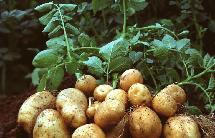Süßkartoffeln anpflanzen