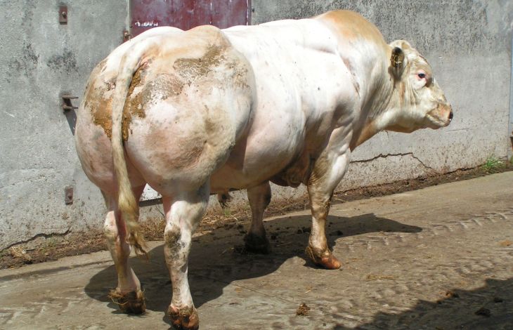 Bullen und Bullenkälber kastrieren
