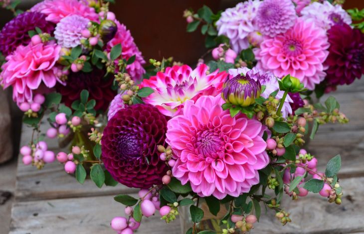 Dahlien anbauen