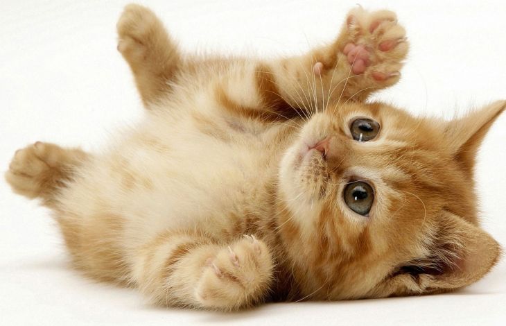 Deine Katze massieren