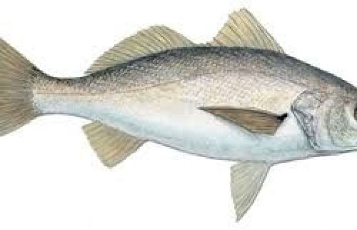 Frischen Fisch kaufen