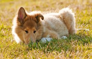 Bei einem Hund Symptome für einen Anfall erkennen