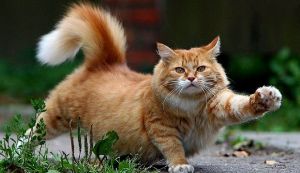 Katzenkrallen schneiden