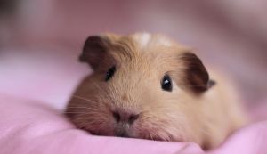 Meerschweinchen pflegen