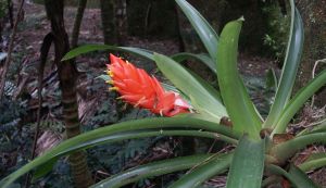 Bromelien pflegen