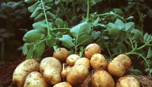 Süßkartoffeln anpflanzen